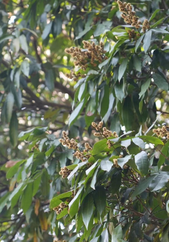 ▲古荔枝树开花 吴悠摄