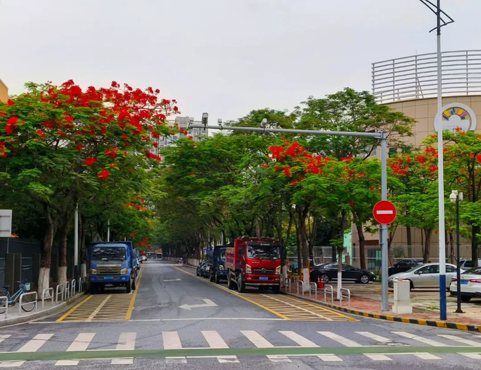 南海中心小学旁的凤凰花。
