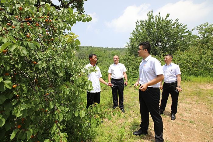 孙洪义（左一）向农行大连庄河支行负责人（右二）介绍嫁接歇马杏的母杏树的保护开发情况。