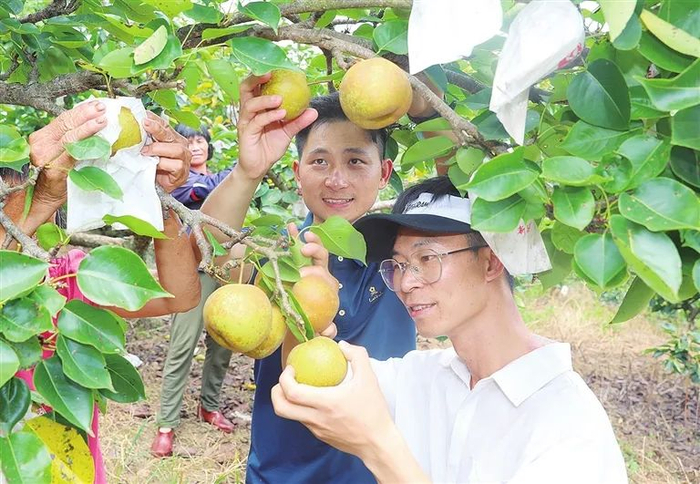 ▲在东源县船塘镇三河村鲜绿态农场水晶梨基地，一个个套袋水晶梨挂在枝头。