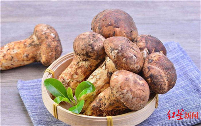 ▲雅江松茸 雅江融媒体中心供图