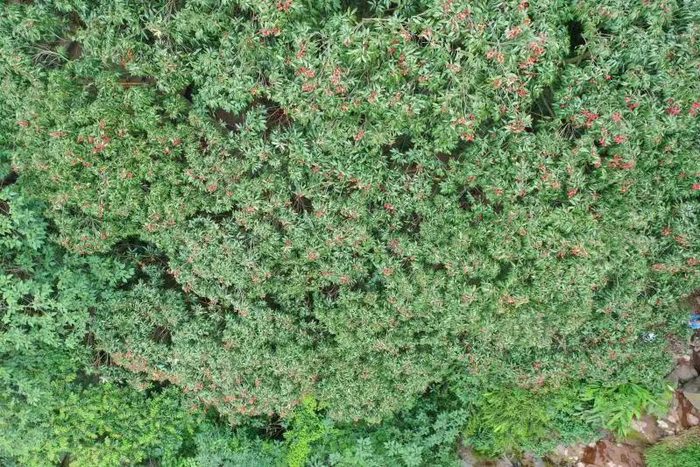 ▲千年荔枝树硕果累累 叙州区融媒体中心供图