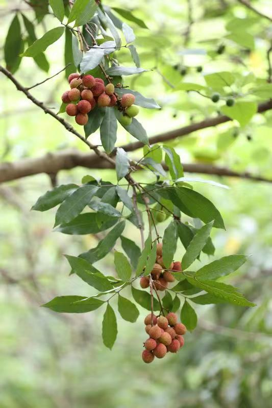 ▲叙州区融媒体中心供图