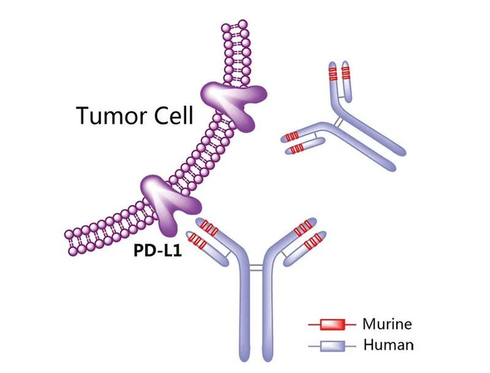 图2. Tecentriq示意图，来源：药渡数据
