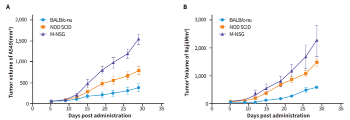 图6. A549 肺肿瘤细胞（A）或Raji淋巴瘤细胞（B）在不同免疫缺陷小鼠上的成瘤验证。