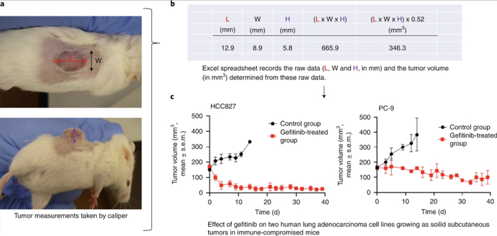 图5. 将肿瘤测量值转换为肿瘤体积