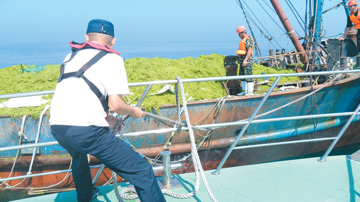  打捞浒苔。青岛市海洋发展局供图