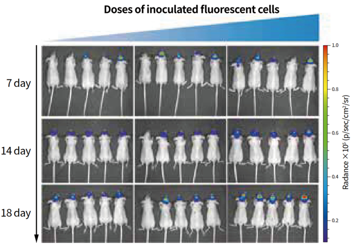 图7. 基于人结肠癌细胞系的颅内转移瘤模型（宿主小鼠：裸鼠）
