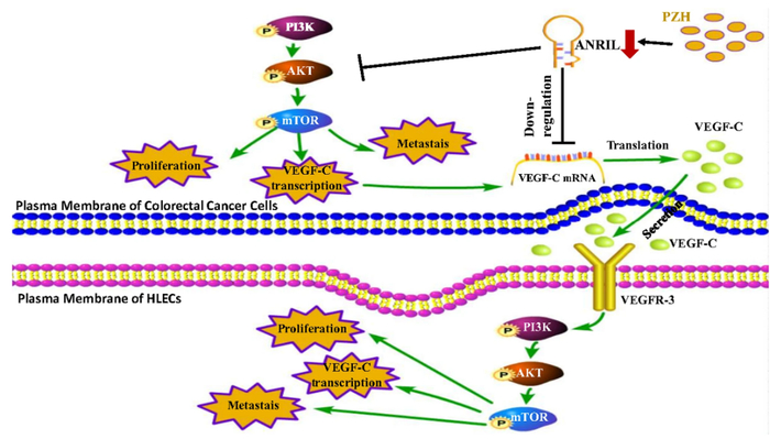 片仔癀抑制肿瘤转移的机制示意图