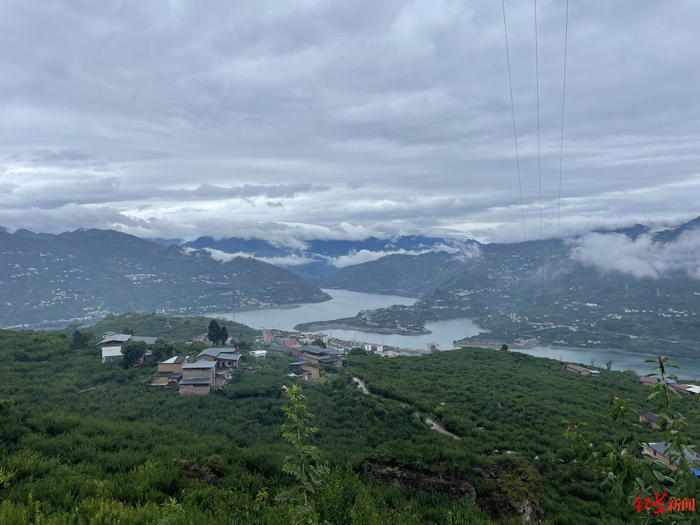 ▲漫山遍野的李子林
