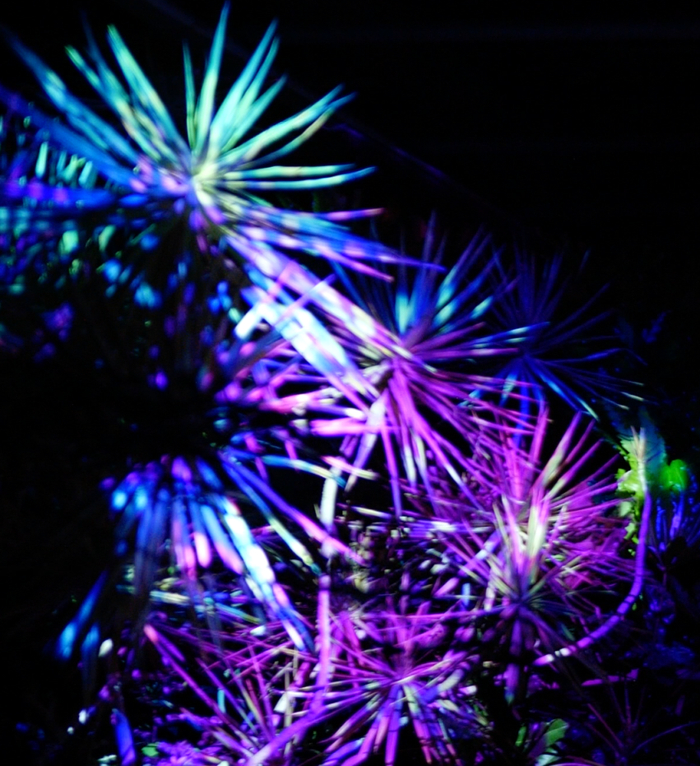 图片来源：北京世界花卉大观园微信公众号