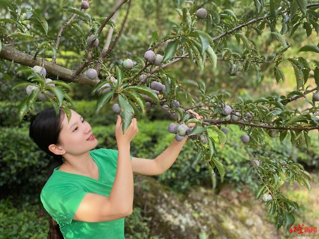 ▲屏山茵红李丰收