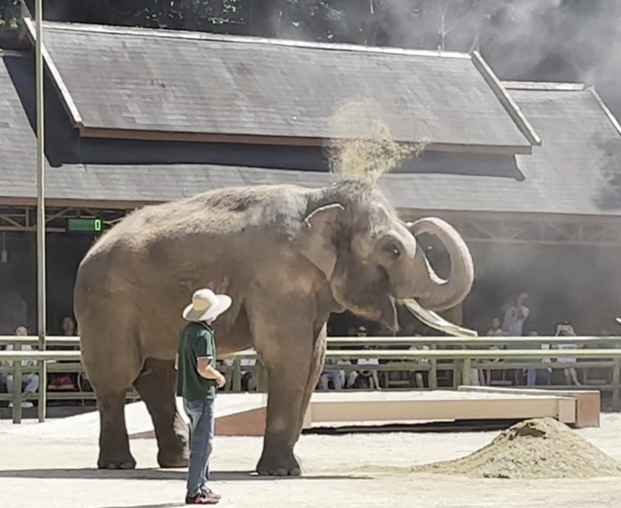 ▲调整后，野象谷的大象展示如何洗“沙浴” 受访者视频截图