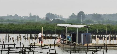 图1 官渡镇生蚝养殖户在海上作业