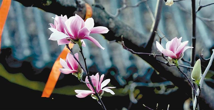 汉中市勉县武侯祠古旱莲