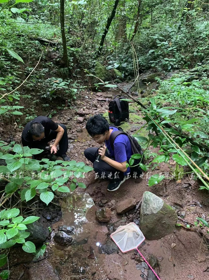 大山深处物种更丰富。