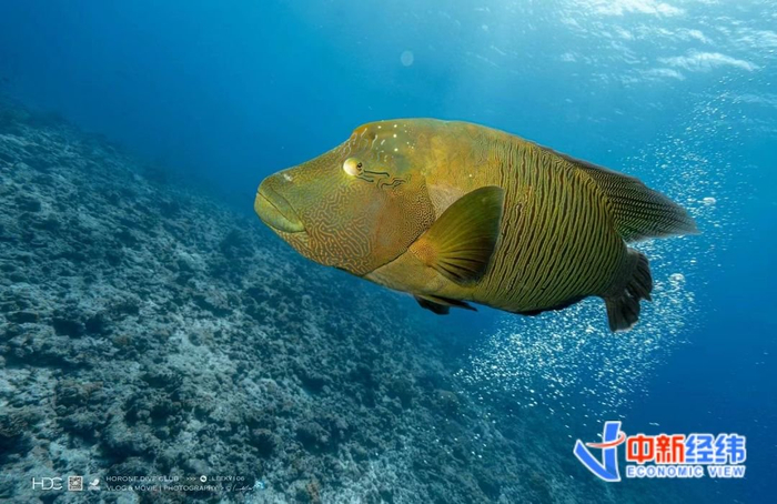 刘衍超在海底拍摄的照片。受访者供图