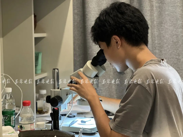 张逸轩通过显微镜观察螃蟹的腹部器官。