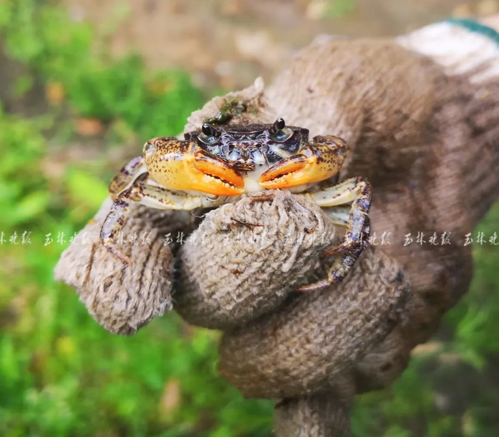 张逸轩采集到的玉州黔桂溪蟹。