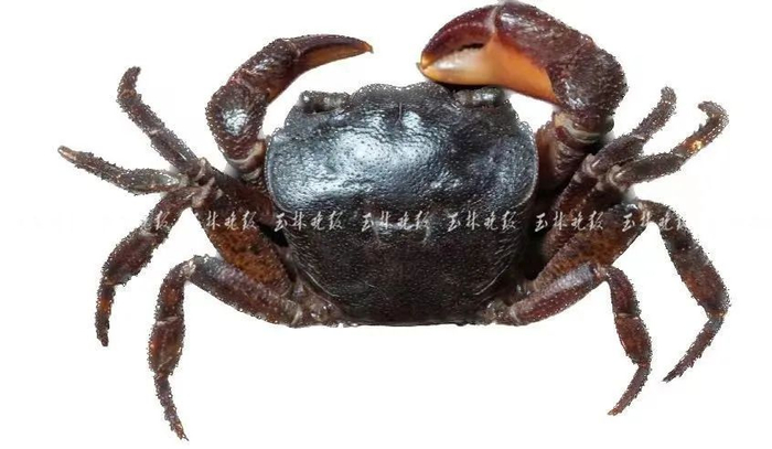 新物种卷肢华石蟹。