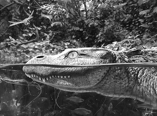 图片来源：Márton Szabó