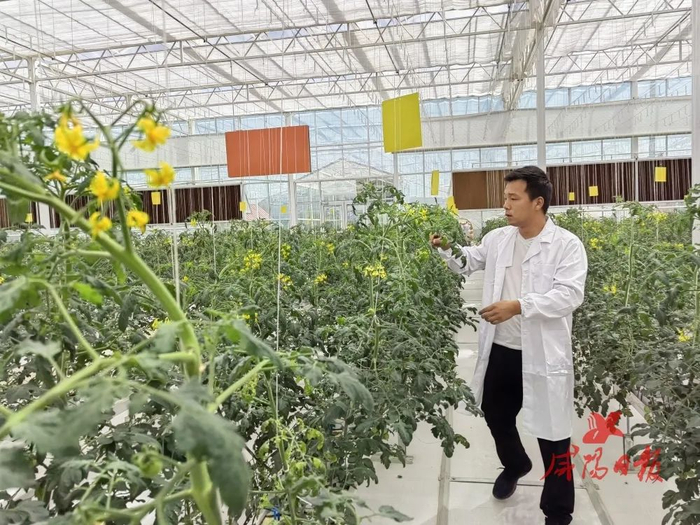 旬邑县现代农业产业（蔬菜）示范园建设项目。