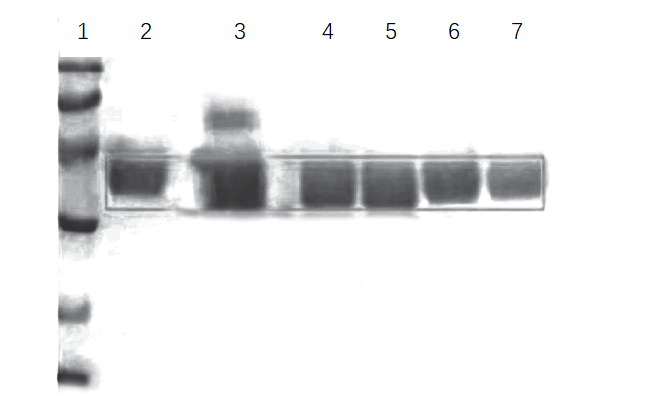 图1.SDS-PAGE纯化电泳图