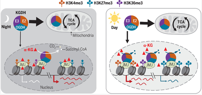 文章模式图（图源自Science ）