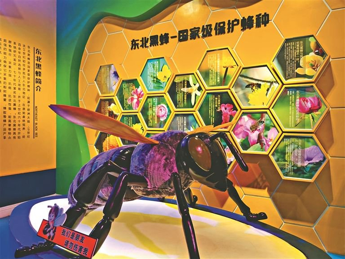     东北黑蜂模型。