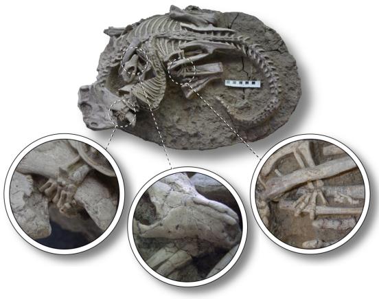 显示缠绕在一起的鹦鹉嘴龙 (恐龙) 和 爬兽(哺乳动物)两具骨架。 比例尺等于10厘米。(图片来源: 韩刚)