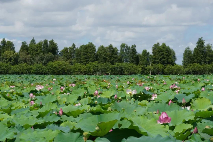 △盛夏时节，我市多地迎来荷花绽放时节。李银换 张泽彬 摄