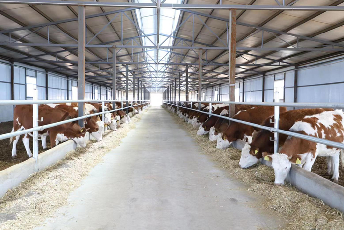 巴达尔胡镇乌都岱嘎查肉牛集中繁育育肥基地的肉牛