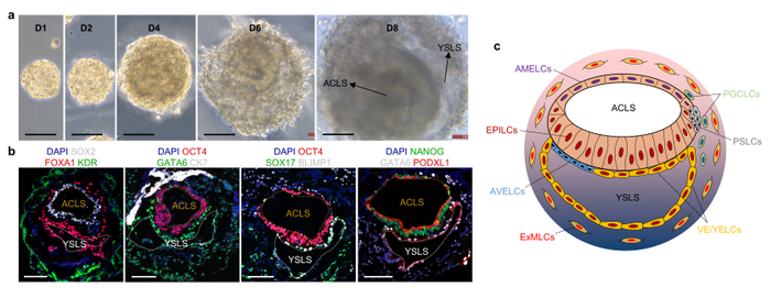 图3 人工合成胚胎的明场、染色和模式图