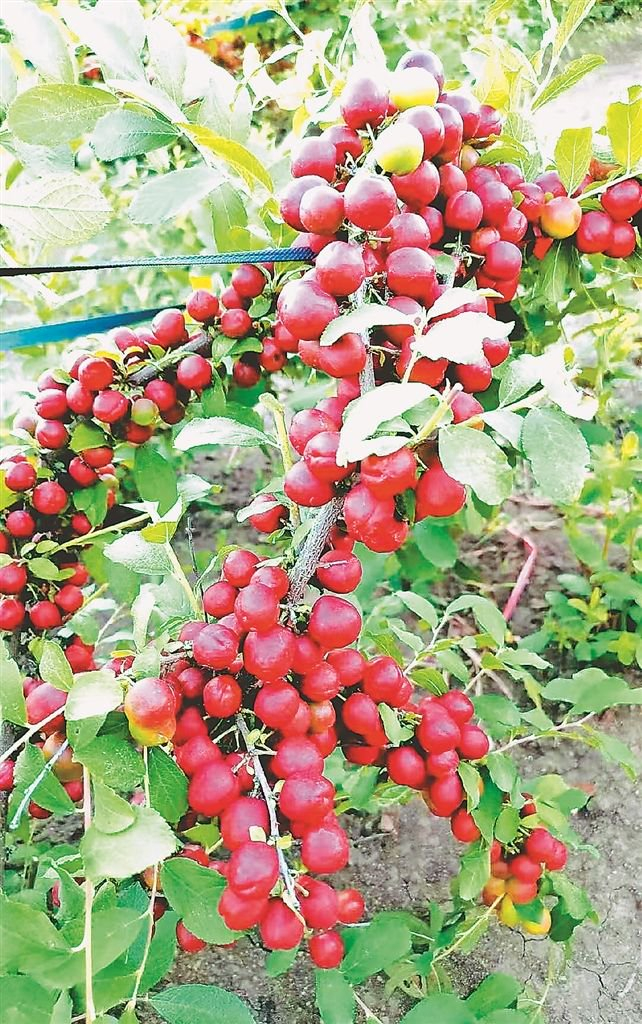     欧李果。资料片