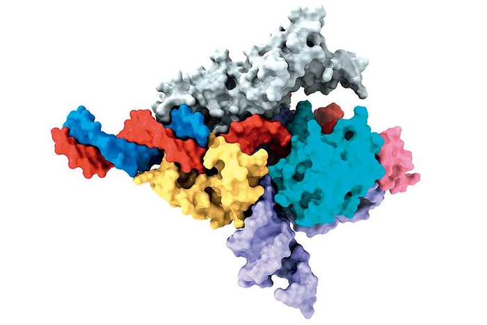 Fanzor蛋白冷冻电镜结构示意图。图/张锋实验室