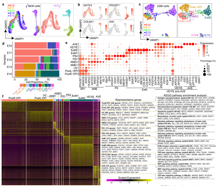 图1 人着床胚胎的发育图谱