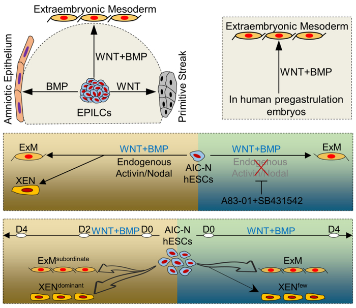 图2 人着床早期胚胎谱系发育的调控信号机制