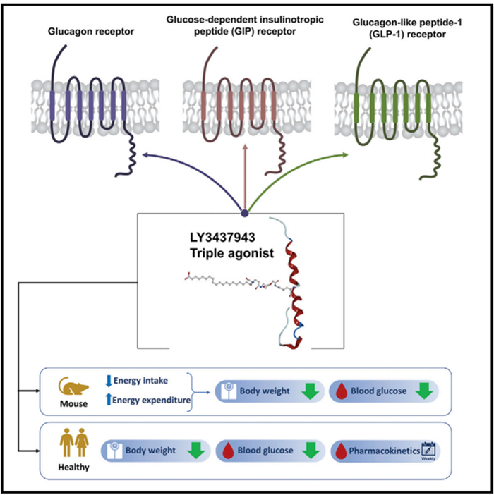 图5. Retatrutide作用示意图，来源：参考5