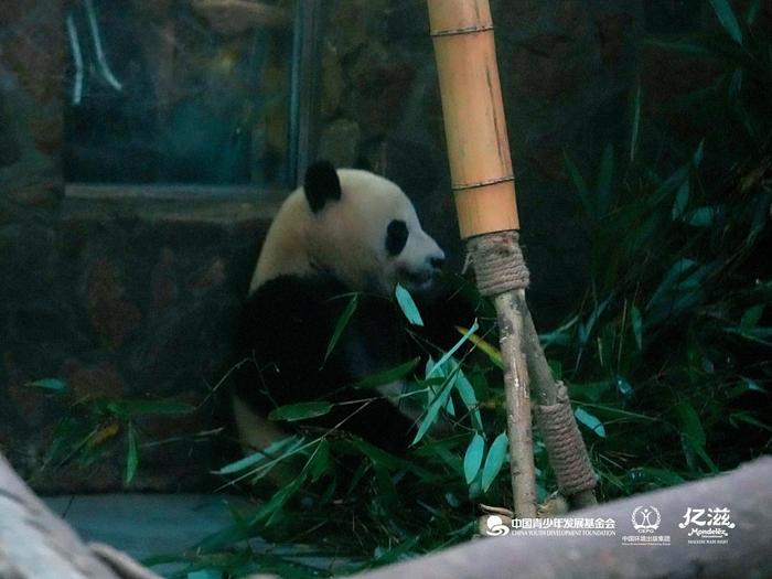 探访亿滋终身认养的大熊猫