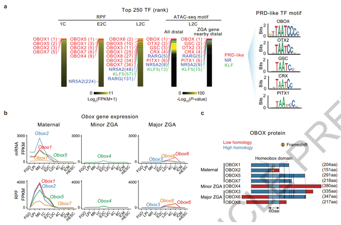 Obox基因的定位与表达（图源自Nature ）