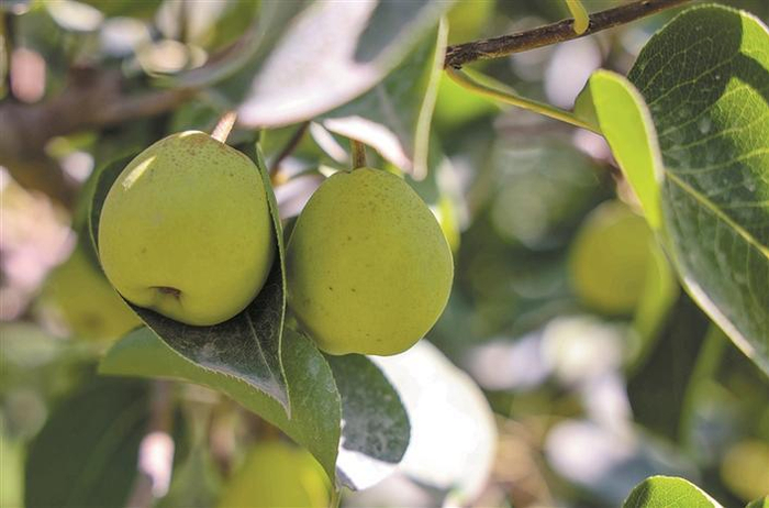     长势喜人的二师二十九团香梨（摄于7月19日）。    兵团日报常驻记者  魏承亿  摄