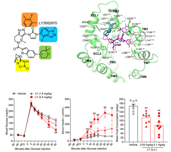 图4. LY3502970的结构与活性