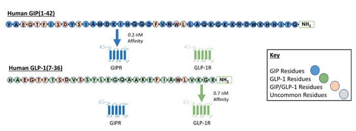 图1. GIP和GLP-1结构与作用机制