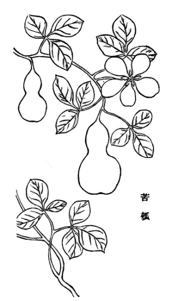 《植物名实考》中的苦瓠