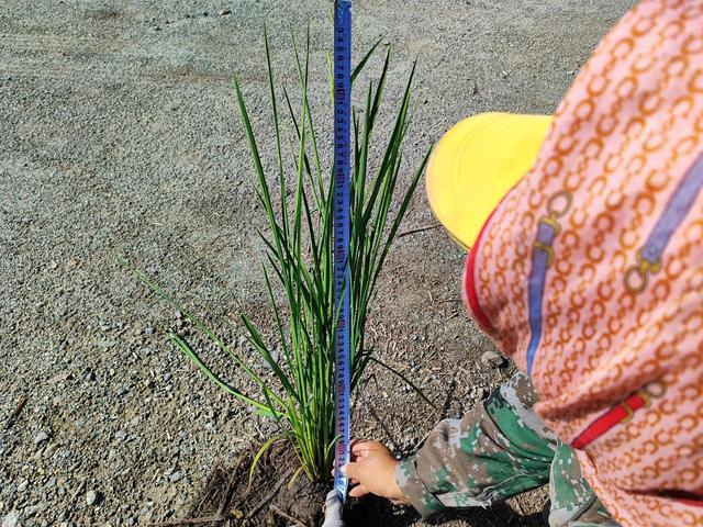 7月21日，黑龙江省黑河市爱辉区，科研人员正在调查水稻性状。受访者供图