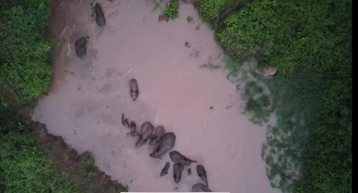 ▲象群在水中嬉戏 图据昆明消防&nbsp;