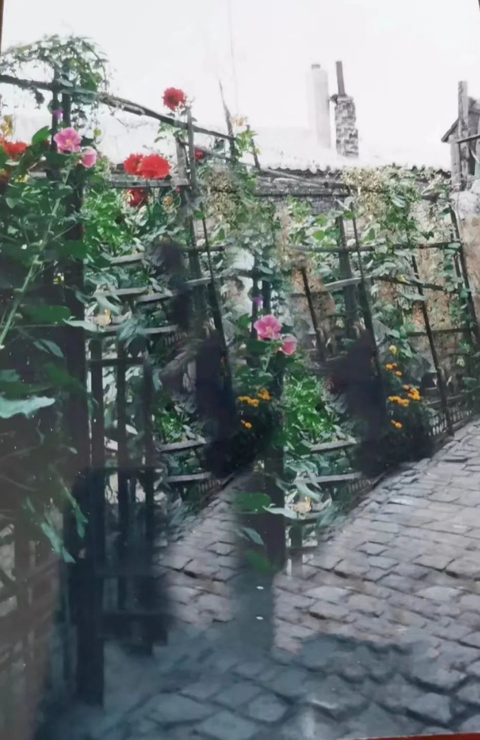  ▲ 父亲打理的小院