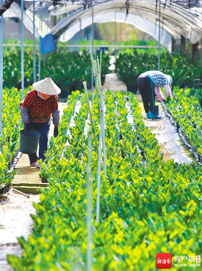 2022年5月28日，在乐东佛罗镇普英洲金钱树基地，村民在修剪金钱树枝叶。海南日报见习记者 王程龙 摄