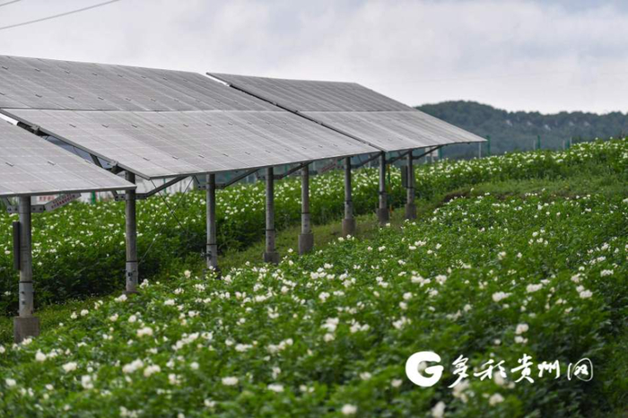 光伏板下种植着土豆