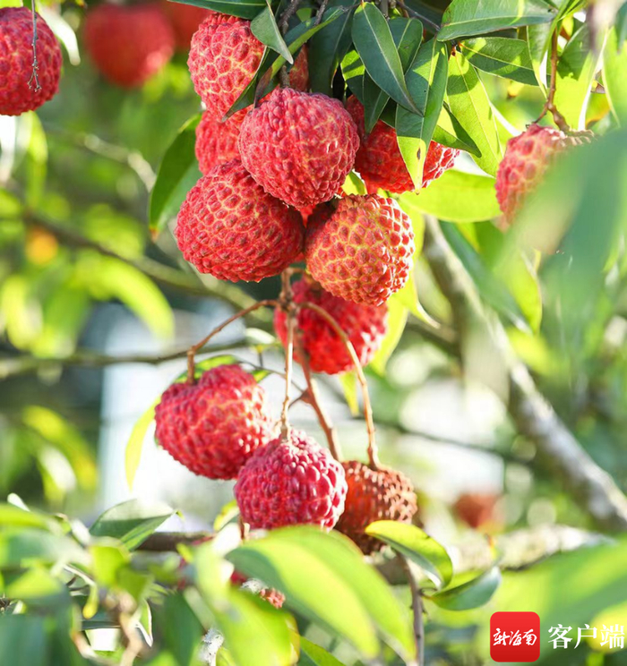 资料图：挂满枝头的火山荔枝王。